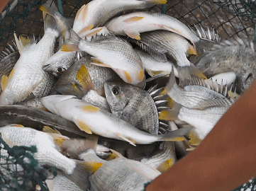 珠海這條魚，游進了央視！——農產品品牌化的成功之路