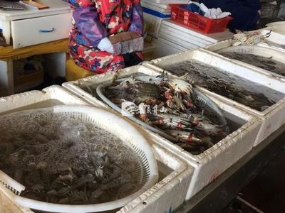 節后市場觀察 菜價回落水產品降價，農產品供需趨穩